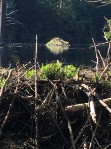 Beaver's house in his private homemade pond.