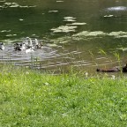 The Charlie’s Angels