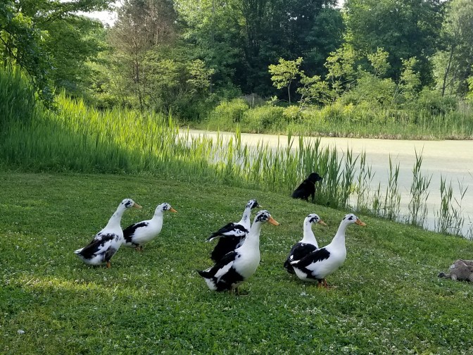 SixDucks